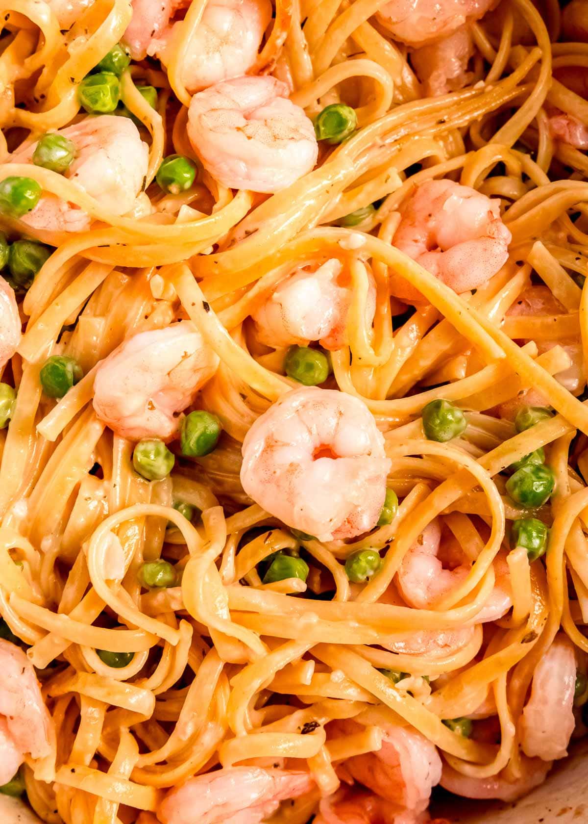 closeup shot of creamy shrimp pasta